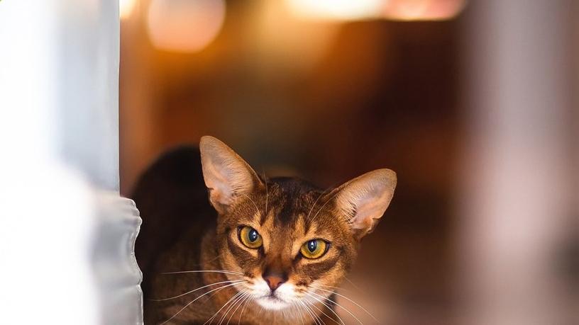 什么主食罐头适口性好？推荐十大最好吃的
猫
主食罐头品牌
！