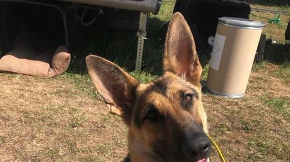 食物冷藏加热争议，德牧冷食耐受测试，微波解冻均匀实验，恒温餐盘测评