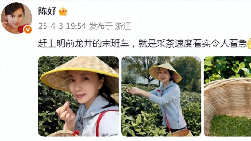 45岁陈好浙江采茶，素颜戴着草帽还真像茶农，就是采茶速度太慢了