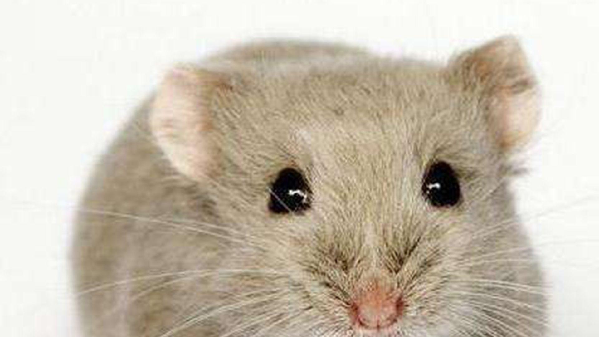 冬眠征兆识别，十日观察期，北方家庭，仓鼠伪冬眠急救