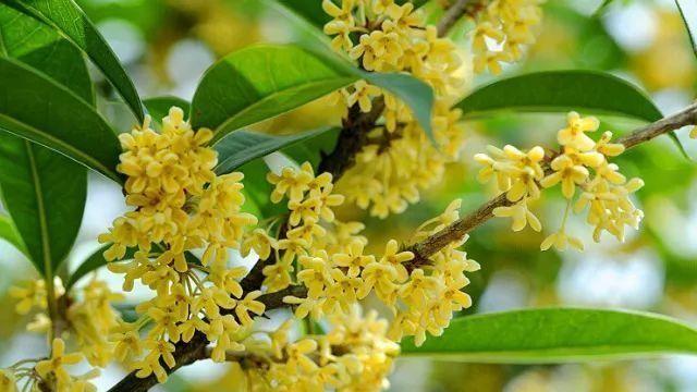 桂花盛开：探寻秋季这抹金黄背后的秘密