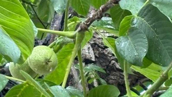 石灰岩地区核桃种植技术，客土回填与土层改良，高压静电场保鲜工艺应用