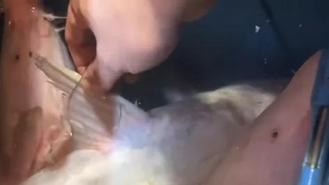 一家4口？重庆男子长江流域钓到4条怪异淡水鱼！白里透红！网友：牢底坐穿鱼！