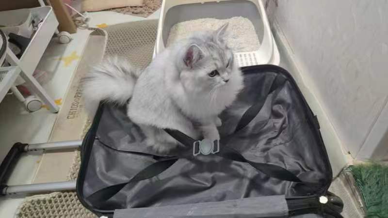 带小猫/小狗回家用哪个物流靠谱？最新宠物随行搬家公司推荐