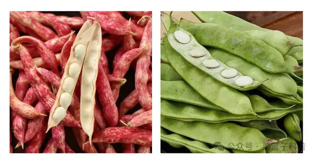 东北油豆角凭啥成为豆角界的天花板？