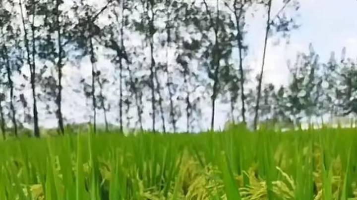 水稻种植初期 田间管理很重要