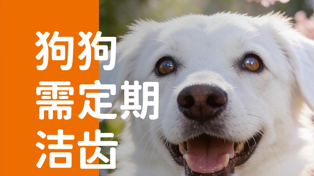 象乡宠物食品 | 狗狗需要定期洁齿