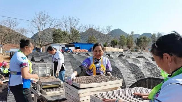 砚山县推进烤烟育苗工作，计划种植13万亩，助力乡村振兴产业发展
