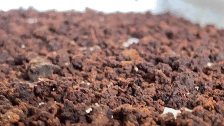 日本广岛核爆后，辐射下的生命奇迹——松茸