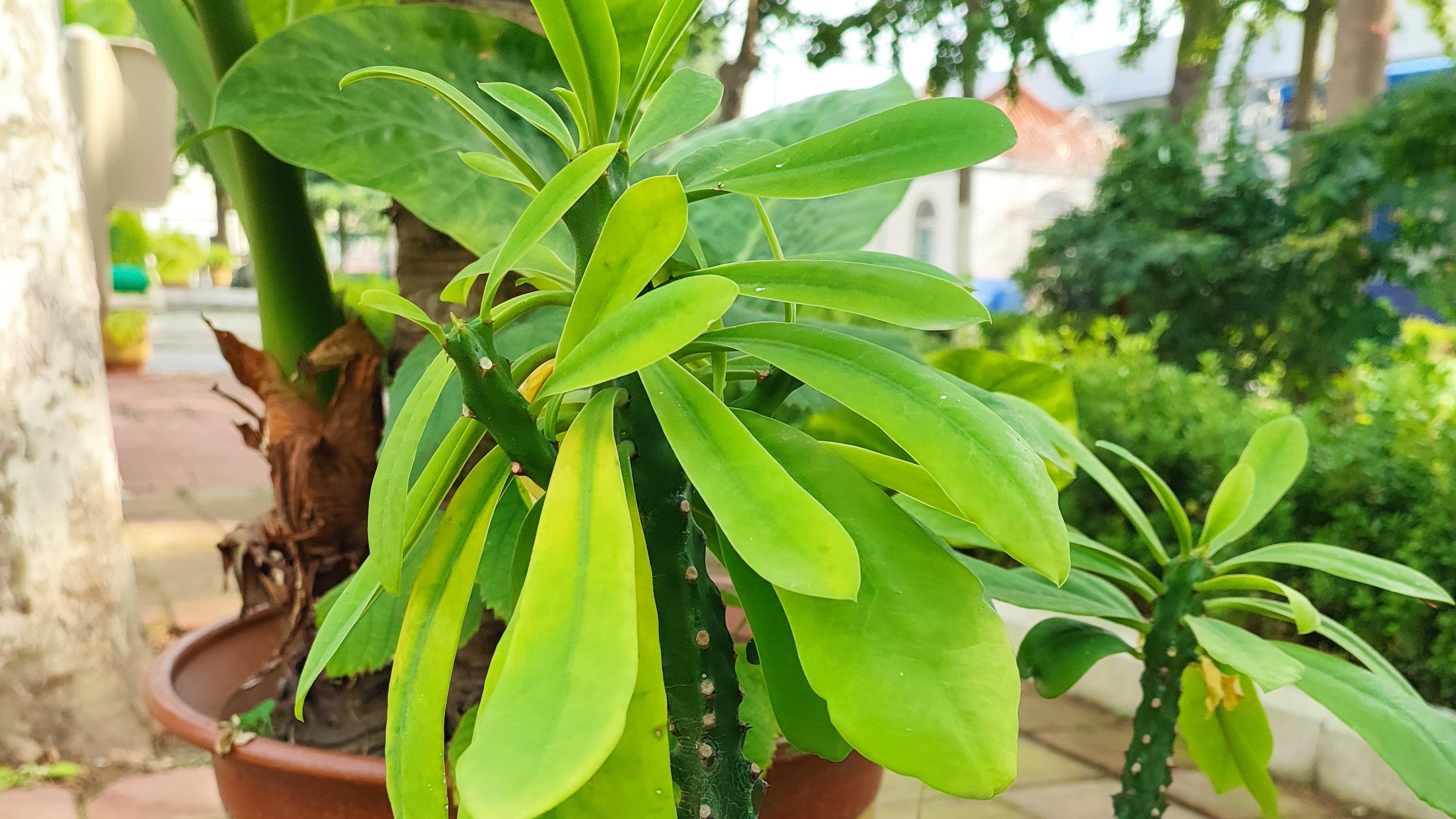 婚姻法属民法，是属亲属法的一部分