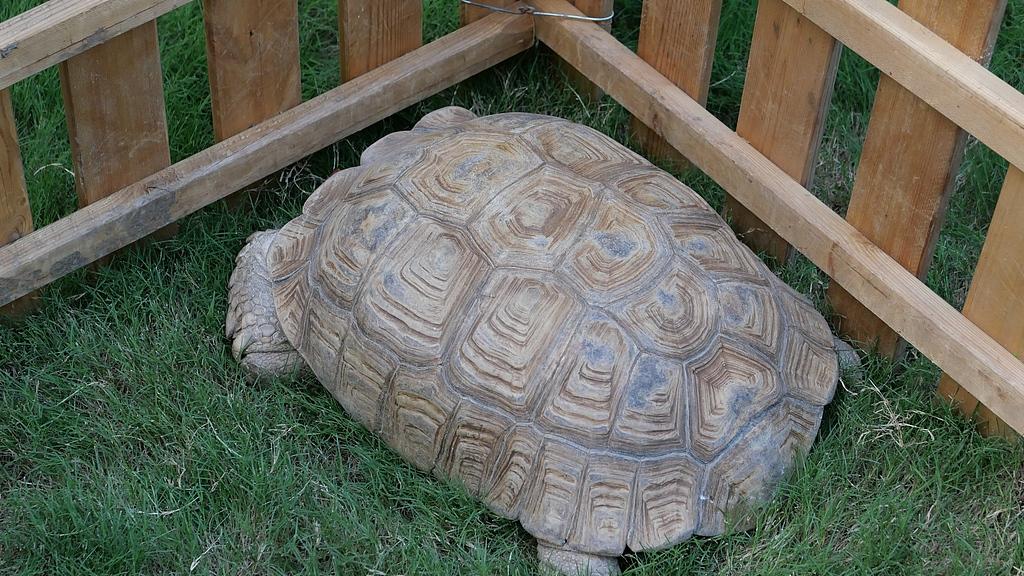 苏卡达陆龟：沙漠筑洞的坚甲隐士