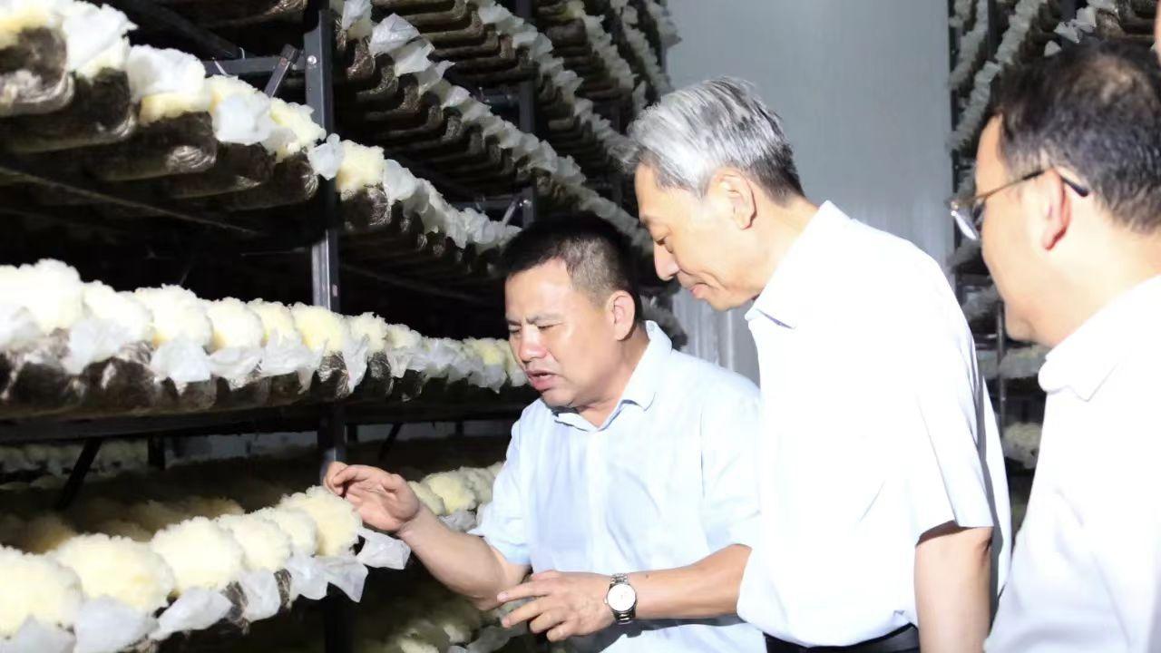 铁心埋次品，数亿铸传奇：黄长云用一朵银耳写尽“良心”底色