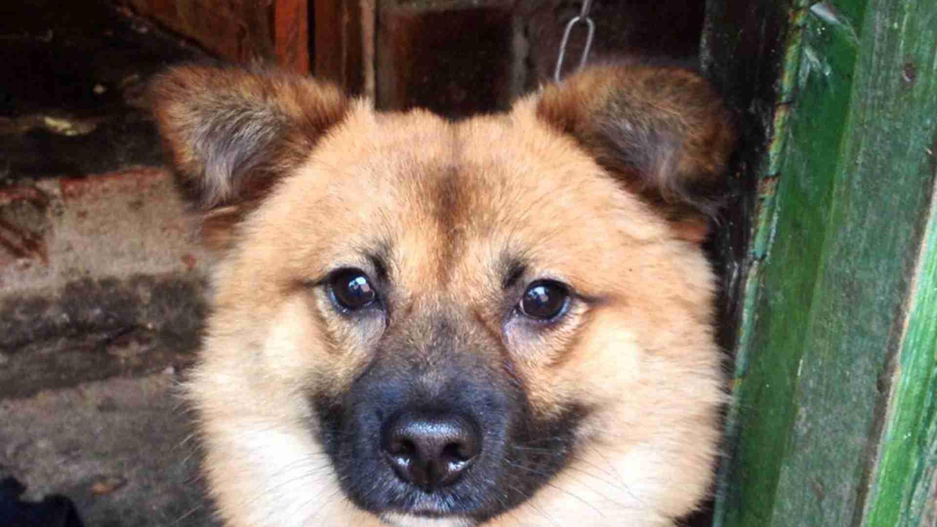中华田园犬幼犬断奶，广西林区散养经验，过渡期辅食配方，寄生虫检测要提前