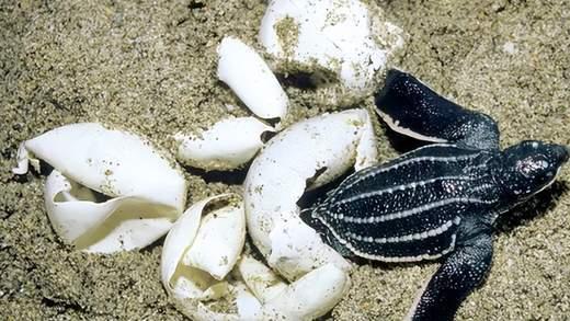 长1.6米，重150公斤！浙江渔民捕到棱皮龟，是国家一级保护动物