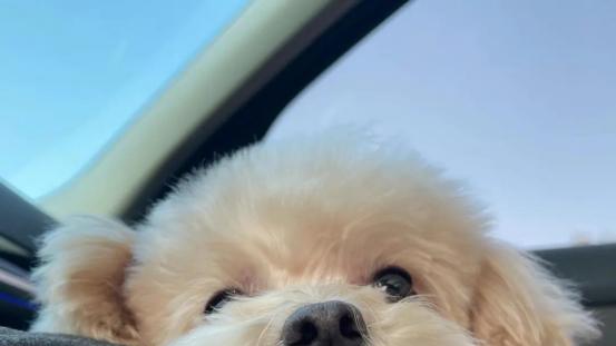 两个月的泰迪吃多少狗粮？幼犬狗粮推荐