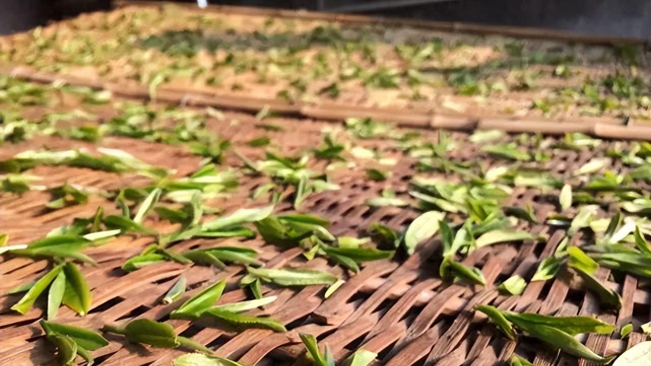 白茶传统萎凋与萎凋槽工艺探析