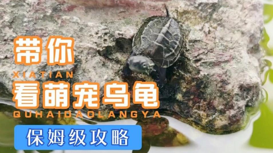 龟甲真菌防治技术详解，巴西龟家养管理要点，畅销苗种筛选与隔壁县验证案例