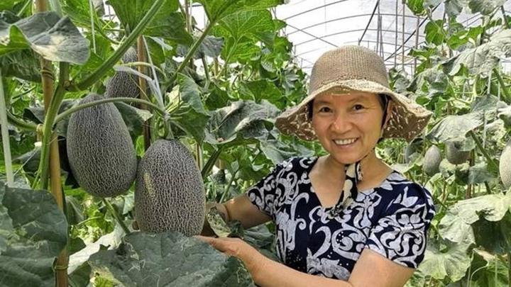 哈密瓜果实离层机理研究，智能配土检测技术应用，屋顶授粉技巧与优化方案探讨