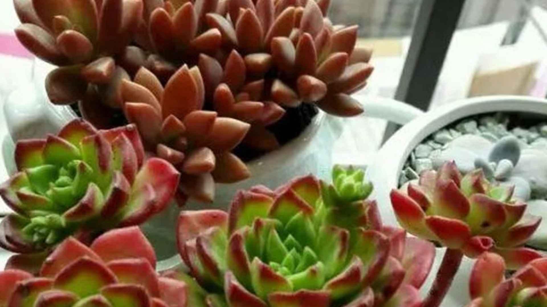 蒂亚缀化诱导，化学试剂浓度控制，植物园特展案例，安全防护提醒