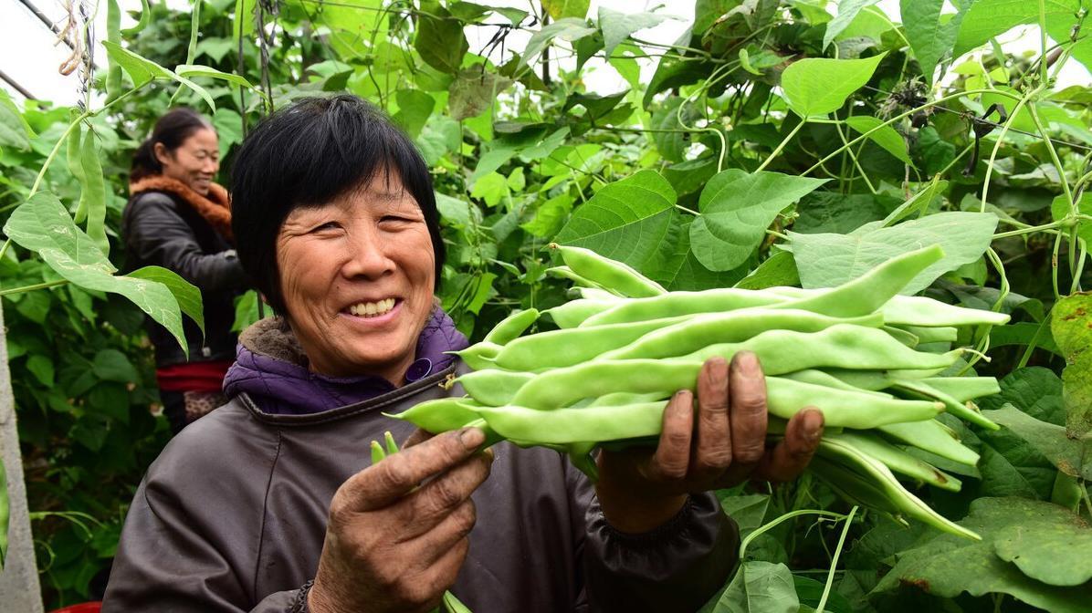 高产黄瓜番茄豆角秘诀：养根护叶保花技术详解