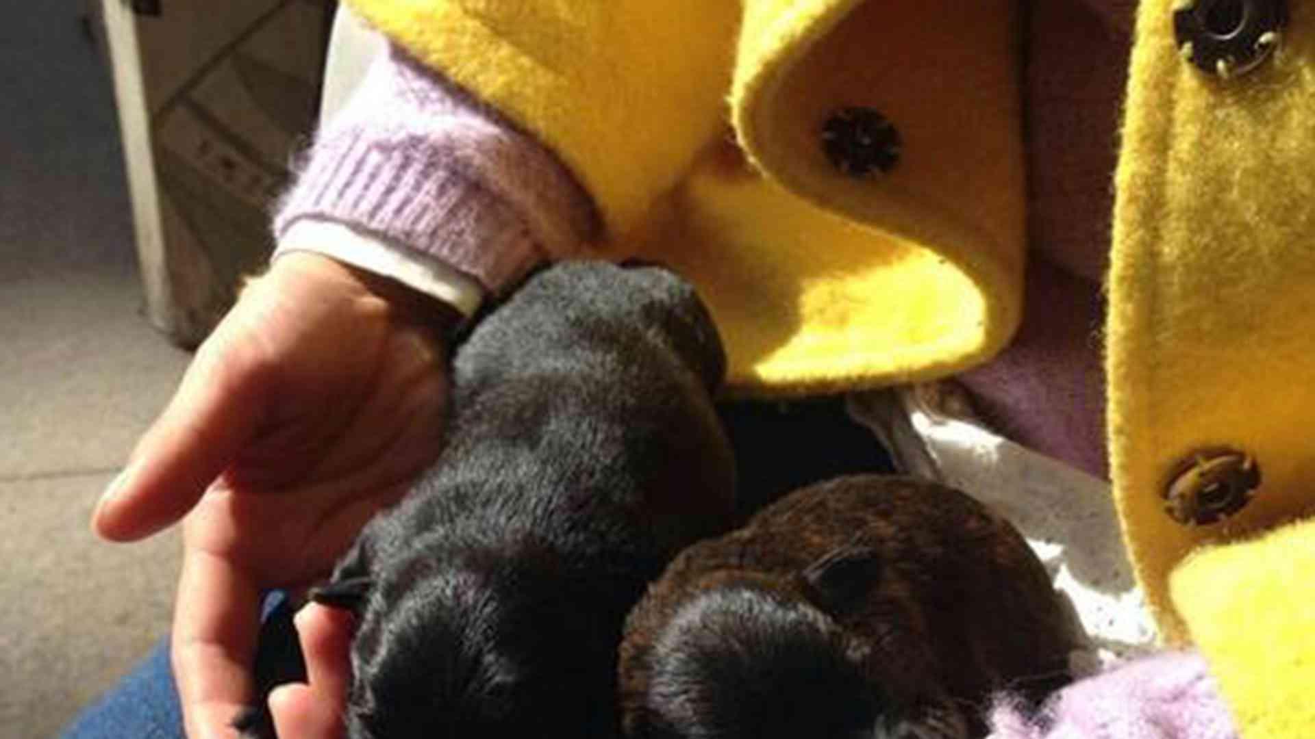 产前体重增长表，半年跟踪记录，家养贵宾犬，超标要警惕