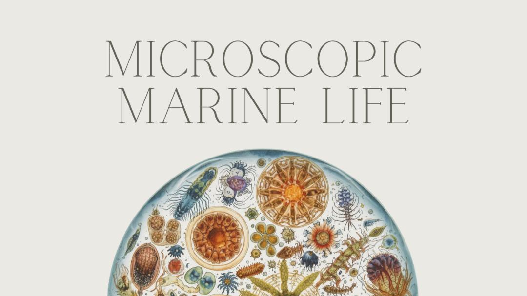 2026年第14届 科学无国界® 艺术挑战大赛开始报名