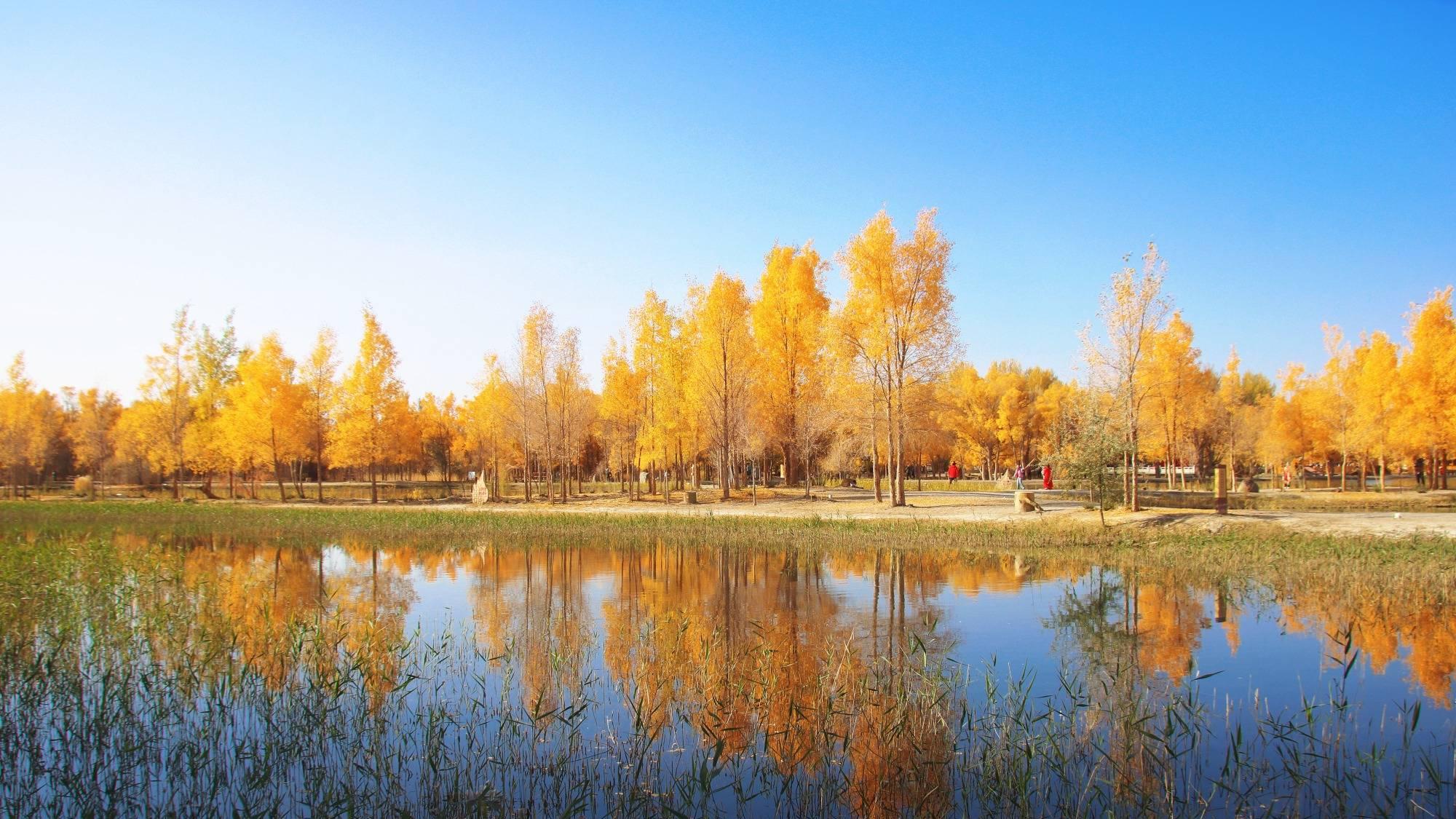 酒泉金塔胡杨林，秋色美到让全网心动，赴一场沙漠中的胡杨林之约