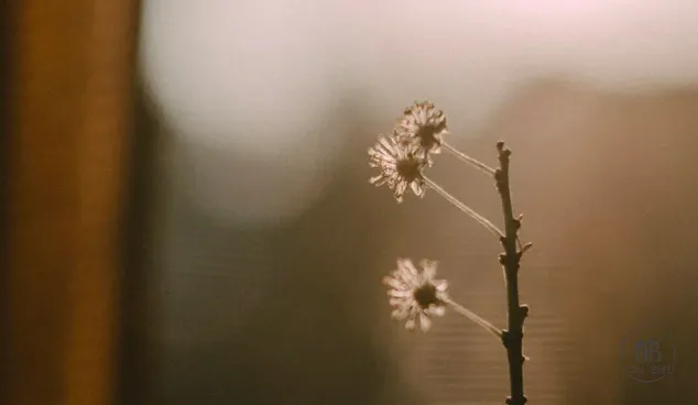 横跨六界文理相融，顾毓琇凭啥被誉为十全十美的男人？