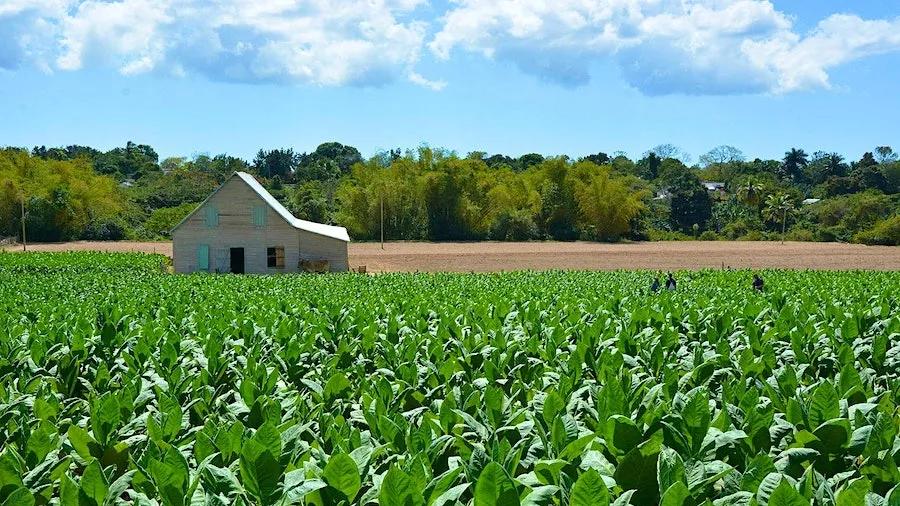 从烟田到舌尖——解密帕特加斯的味觉科学