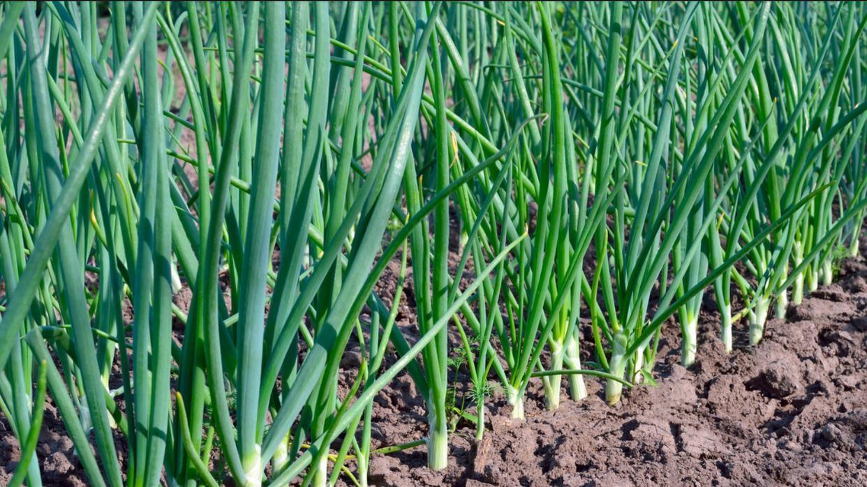 大葱高产秘诀：不同生长阶段肥料使用指南