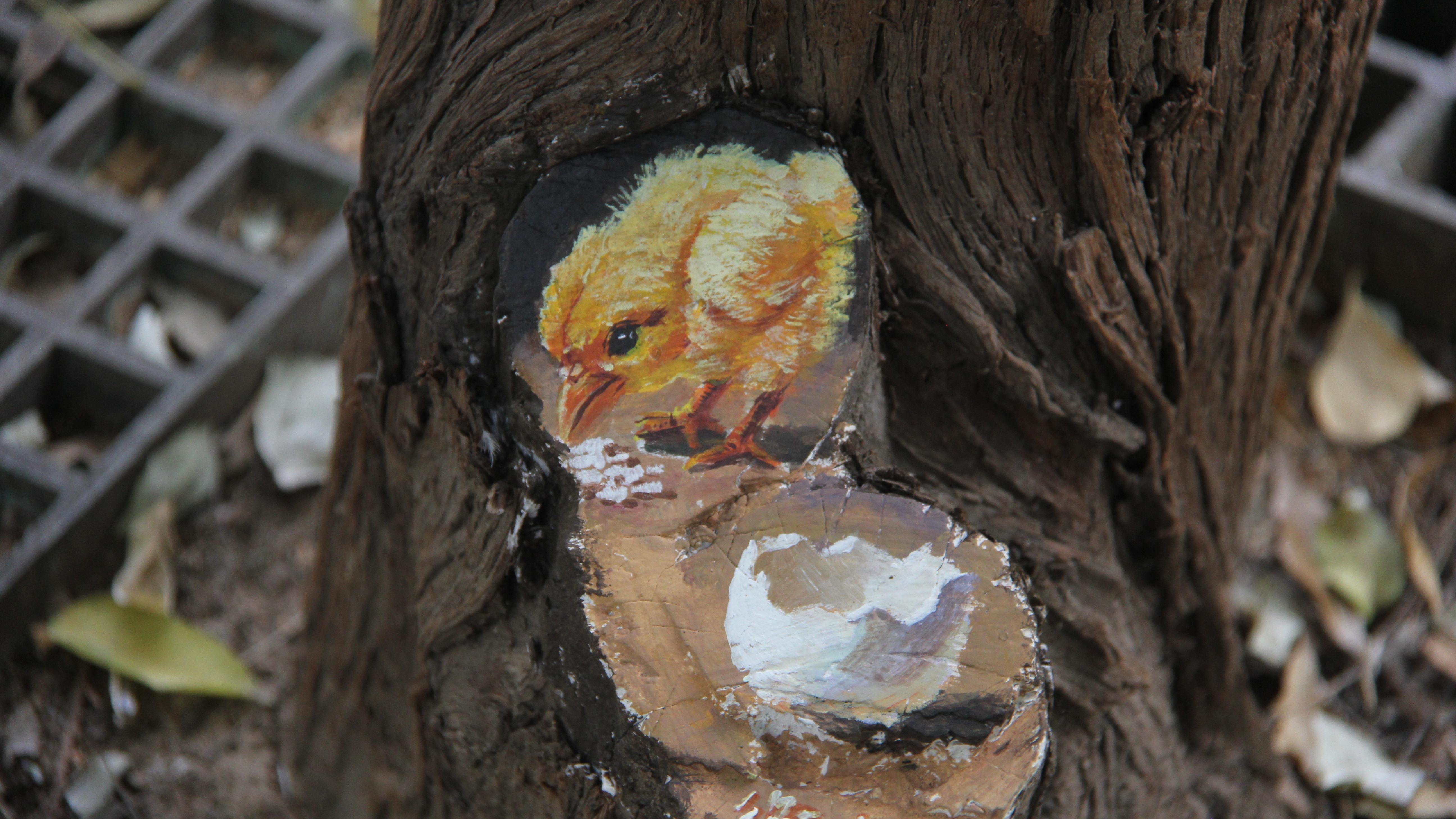 ​小鸡破壳 狐狸探头 衡水市区中华公园的树洞“长”出萌宠