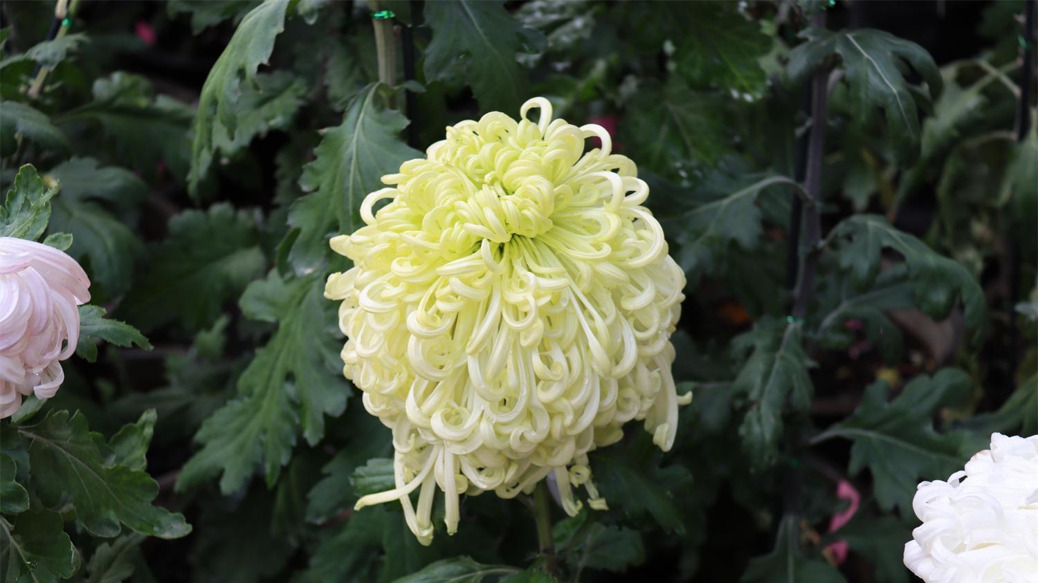 土花能白又能红，晚节犹能爱此工。