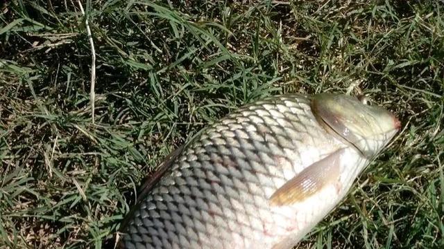 流水野钓，闷竿钓与离底走漂钓最全PK，到底用啥钓法，一看便清楚