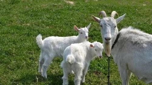 羊：接下来几日，若能与某位贵人结缘，定能财源广进，年年有余！