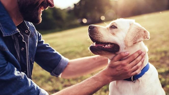 狗狗能识别特定语调？你的声音是它的安心符！