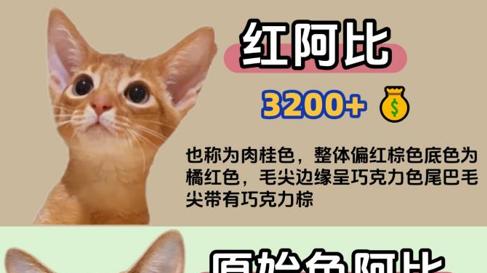 想知道软fufu的阿比猫咪多少钱一只？看这份攻略就够了