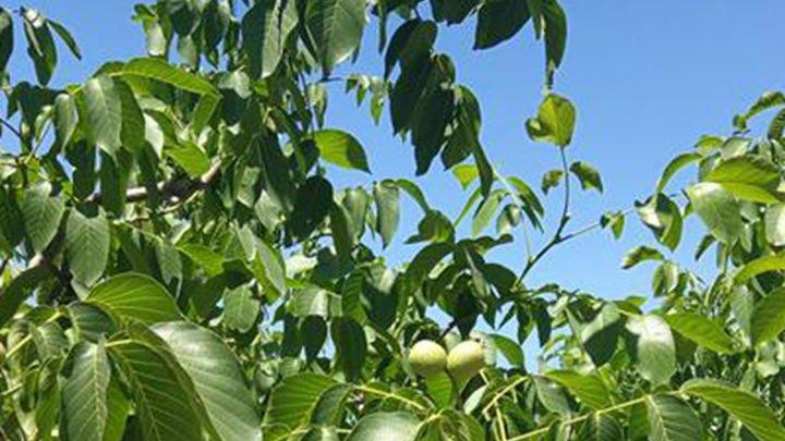 溶洞地貌钙质沉积对土壤影响，核桃种植酸性改良技术，电离辐射在农作物保鲜中的应用