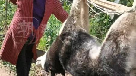 主人杀年猪，二哈偷吃猪肉被撑死，一起长大的小黄狗一路送葬：很伤心，狗花了大价钱空运回来的