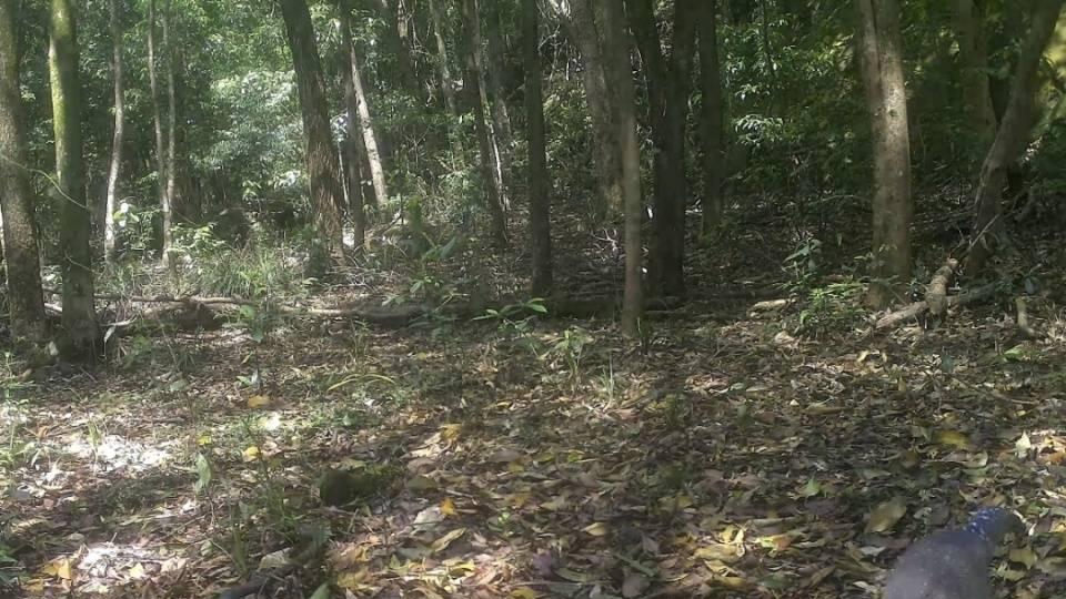 罕见！国家二级保护动物黑冠鳽现身广州石门国家森林公园