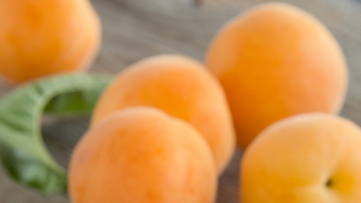 从花开到果熟：杏子6-8月成熟期， 是什么因素影响了它的成熟时间？