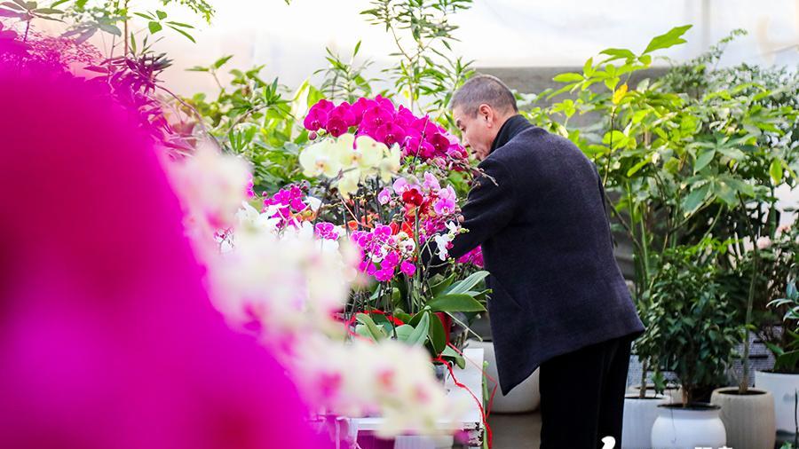 阳泉：年宵花“组团”上线点燃花样“年货经济”