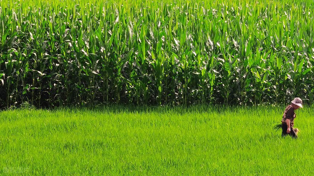 田埂上的国士：解码中国工程院农业学部的“农科脊梁”