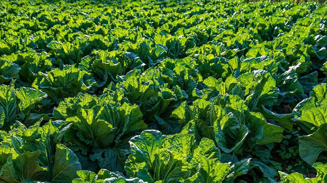 四大技术加持，如何春种苗用型大白菜？