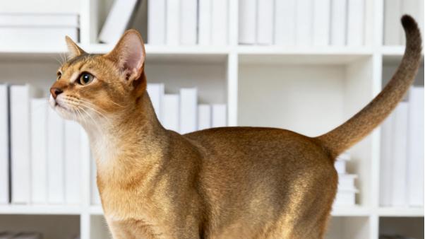 波米拉猫 Crossbreed SH：混血精灵的优雅与灵动