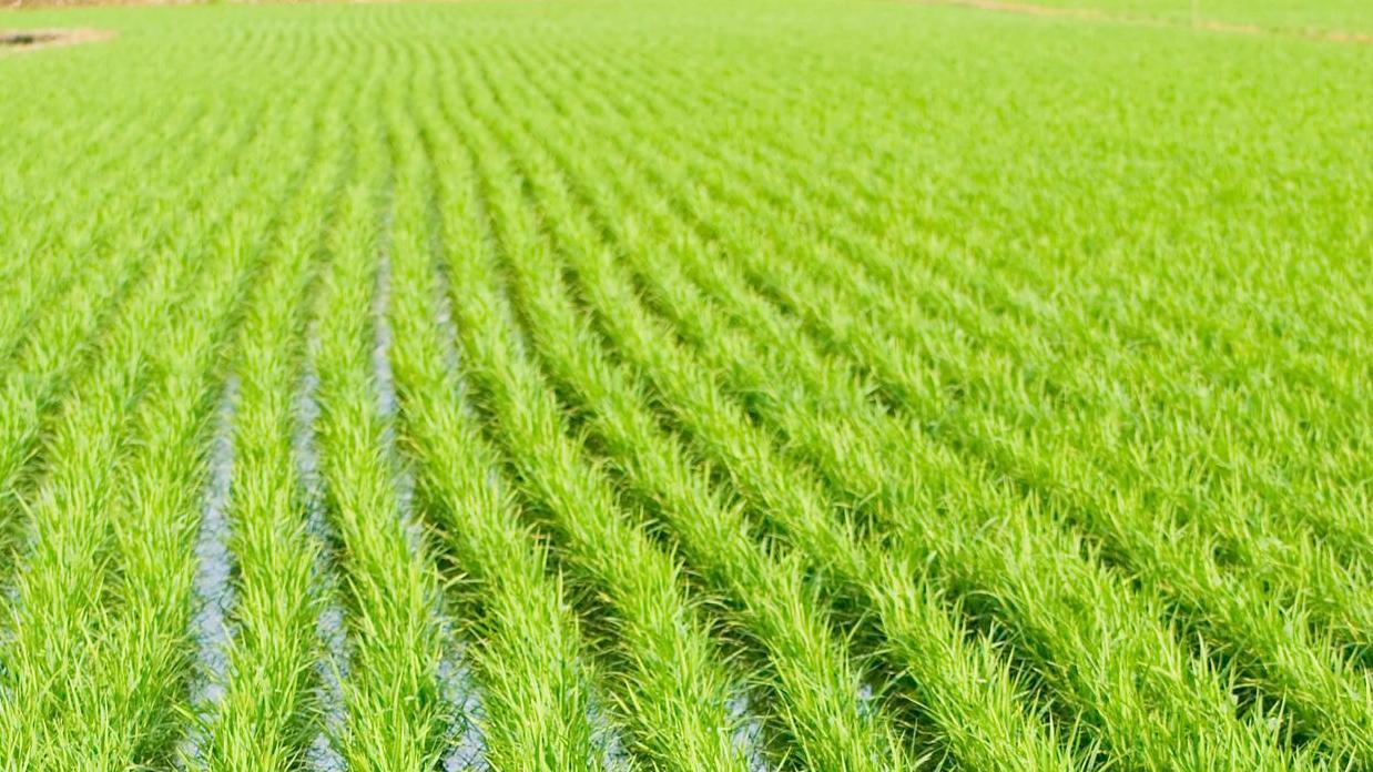 小麦在冬天多少度才会停止生长？