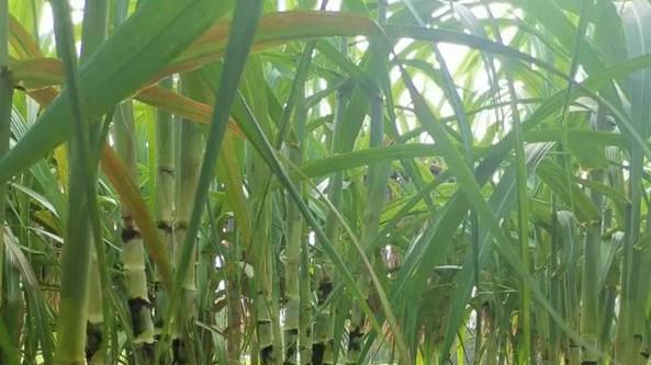 甘蔗培土分三次，剥叶透光要及时，茎秆挺拔节间匀