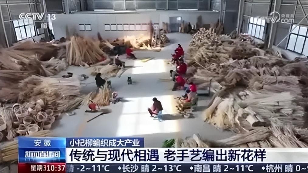 安徽阜南：收割正当时 小杞柳编织成大产业