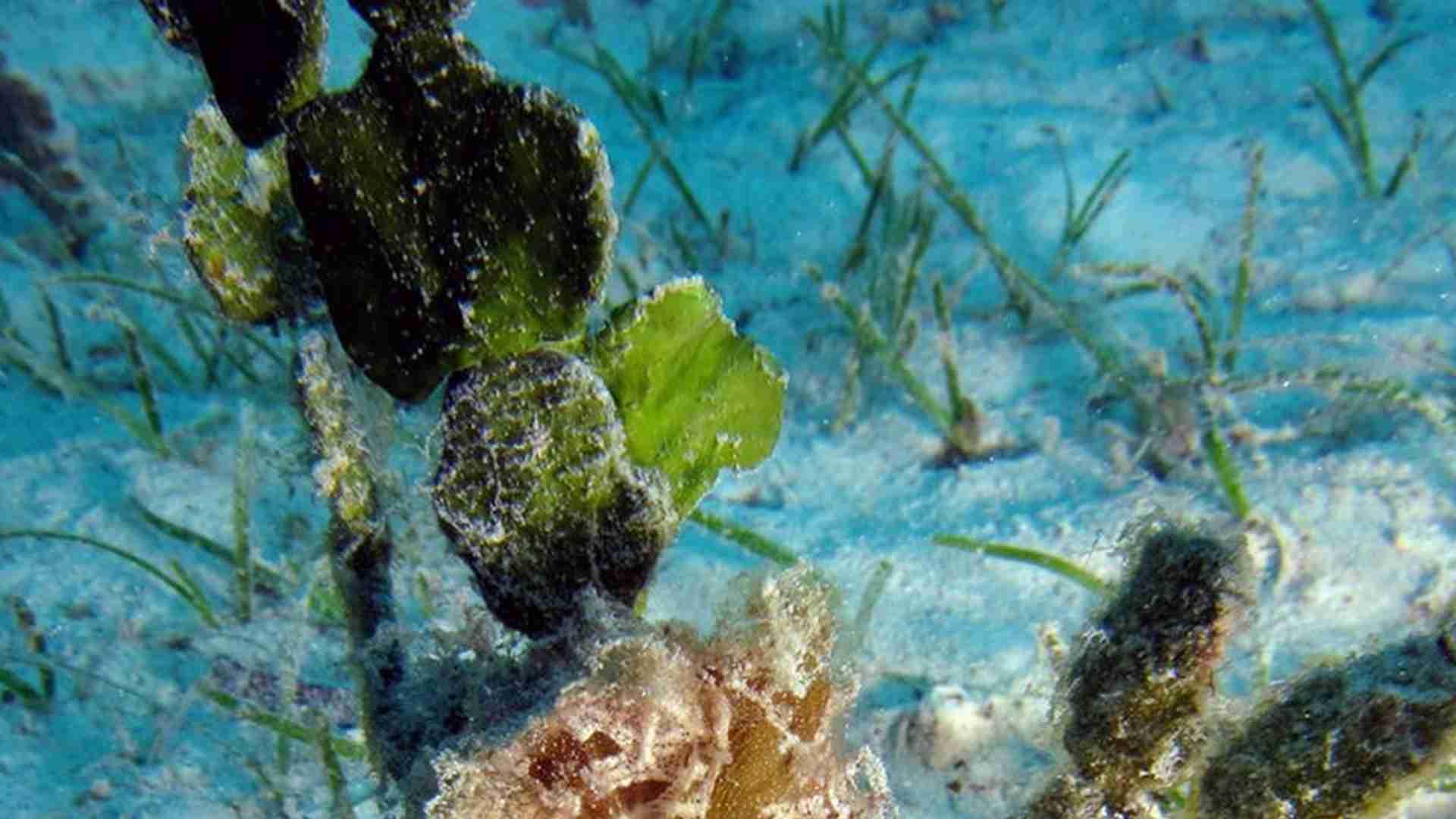 水体PH值缓冲，三个月调节，沿河实验室，海马酸碱失衡应对案