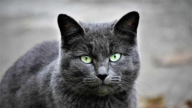 宠物智能定位器新纪元：宠智灵如何以AI赋能，为宠物行业开创全智能安全管理范式