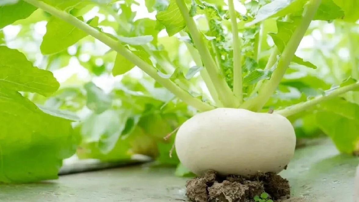 四川一大爷，因“在阳台种萝卜”而爆火，又大又壮，太壮观了！